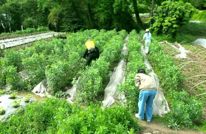 胡豆腊肉饼 外酥里香醉“清明”