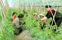 涌兴：竹架撑起致富藤 常态帮扶暖民心