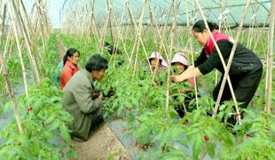 涌兴：竹架撑起致富藤 常态帮扶暖民心