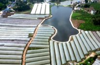 小竹棍搭起“增收架”  渠县番茄攀出好“钱”景