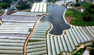 小竹棍搭起“增收架”  渠县番茄攀出好“钱”景