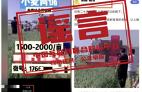 “收割未成熟小麦作青贮饲料”不实（2026·04·22）