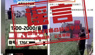 “收割未成熟小麦作青贮饲料”不实（2026·04·22）