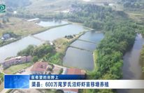 渠县：600万尾罗氏沼虾虾苗移塘养殖