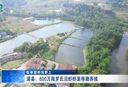 渠县：600万尾罗氏沼虾虾苗移塘养殖