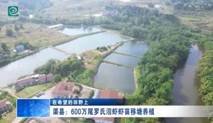 渠县：600万尾罗氏沼虾虾苗移塘养殖