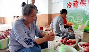 桃李喜获大丰收 小水果成为“致富果”