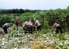 渠县：万亩苎麻迎丰收 特色产业铺就渠县富民路