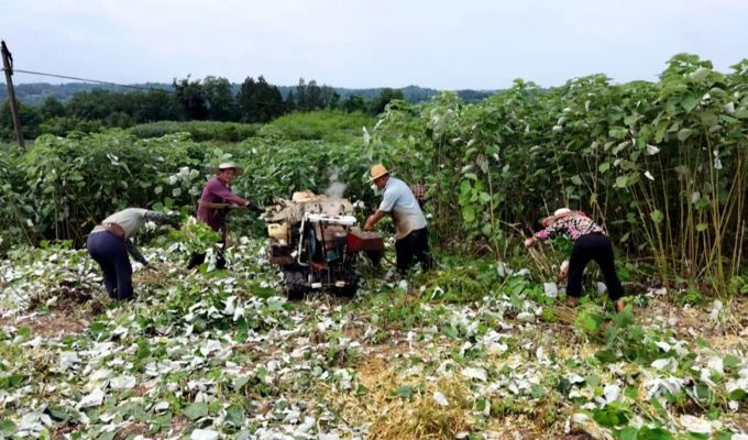 渠县：万亩苎麻迎丰收 特色产业铺就渠县富民路