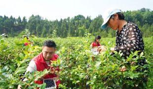 共产党员网聚焦渠县：党建赋能促振兴 蓝莓产业铺就乡村共富路