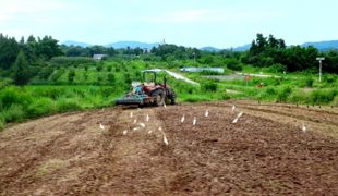渠县：麦茬接力种大豆 土地全年不空档