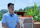 渠县：田间“椒”香四溢 红辣椒迎丰收