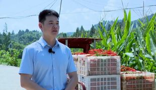 渠县：田间“椒”香四溢 红辣椒迎丰收