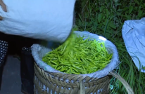 新华社客户端点赞渠县 | 一株“忘忧草”托起乡村振兴致富梦