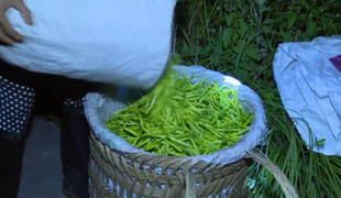 新华社客户端点赞渠县 | 一株“忘忧草”托起乡村振兴致富梦