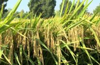 渠县205个稻种“打擂” 专家田间筛选水稻好“芯片”