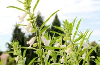 渠县：芝麻花开如雪 节节拔高生金