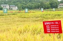 渠县：“育种考场”化整为零 205个稻种精细比拼